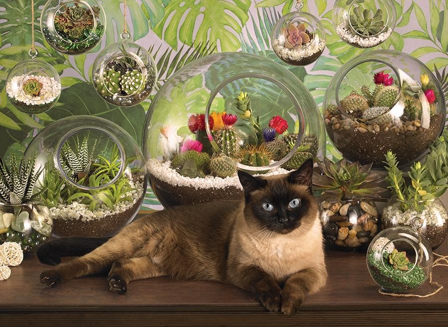 Terrarium Cat 1000pc